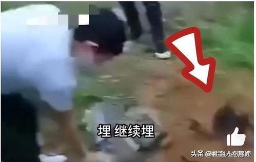 缅北真实爆料视频大全,真实爆料视频大全深度解析